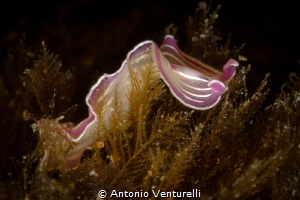 Planaria rosa_2022
(Canon100mm,t1/200,f/14,iso200) by Antonio Venturelli 